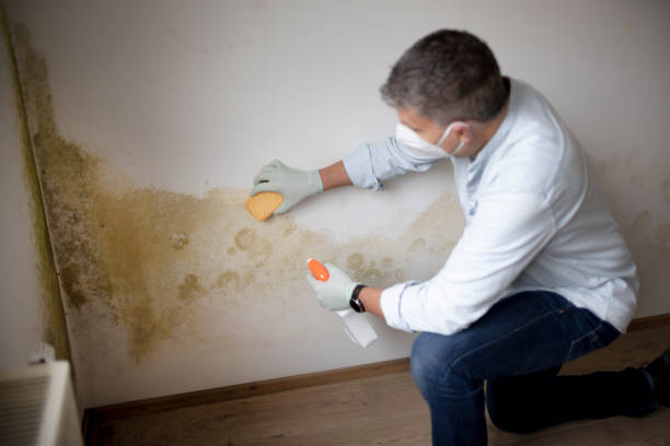 Biohazard Mold Removal in New London, WI
