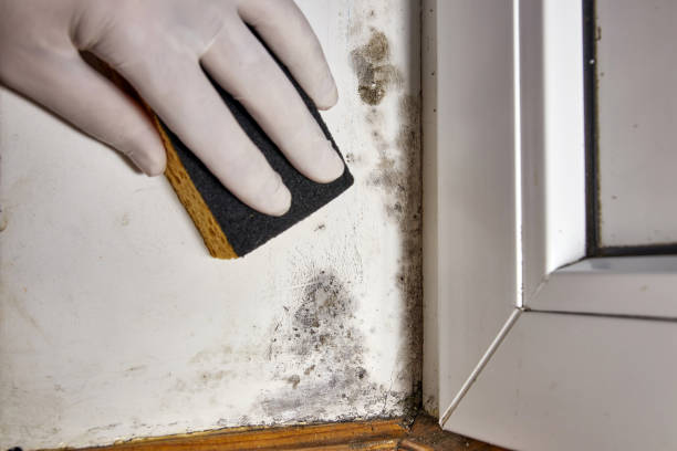  New London, WI Mold Removal Pros