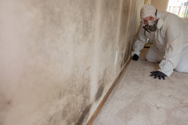 Best Mold-Related Health Consultation  in New London, WI